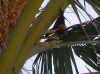 isole maldive palm beach resort foto photo informazioni isola di madhiriguraidhoo atollo di lhaviyani by Mariella maggio 2004
