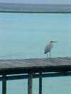 isole maldive fotografie photo informazioni consigli utili ranveli resort isola di viligilivaru atollo di ari sud nel dicembre 2006 by Sara, Alessia e Giovanni
