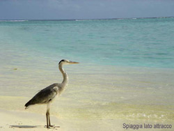 isole maldive fotografie video informazioni rihiveli beach resort isola di mahaana elhi huraa atollo di mal� sud agosto 2008 by Antonella