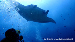 crociera maldive sharifa boat isole maldive fotografie video informazioni notizie sharifa motoryacht in legno a tre ponti di costruzione maldiviana by Blue Tribe crociera alle maldive sharifa nel marzo 2009 by Claudia e Dario di TuttoMaldive.it