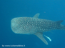 crociera maldive sharifa boat isole maldive fotografie video informazioni notizie sharifa motoryacht in legno a tre ponti di costruzione maldiviana by Blue Tribe crociera alle maldive sharifa nel marzo 2009 by Claudia e Dario di TuttoMaldive.it