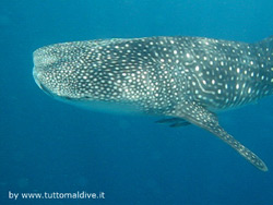 crociera maldive sharifa boat isole maldive fotografie video informazioni notizie sharifa motoryacht in legno a tre ponti di costruzione maldiviana by Blue Tribe crociera alle maldive sharifa nel marzo 2009 by Claudia e Dario di TuttoMaldive.it