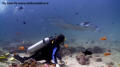 crociera maldive sharifa boat isole maldive fotografie video informazioni notizie sharifa motoryacht in legno a tre ponti di costruzione maldiviana by Blue Tribe crociera alle maldive sharifa nel marzo 2009 by Claudia e Dario di TuttoMaldive.it