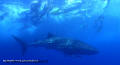 crociera maldive sharifa boat isole maldive fotografie video informazioni notizie sharifa motoryacht in legno a tre ponti di costruzione maldiviana by Blue Tribe crociera alle maldive sharifa nel marzo 2009 by Claudia e Dario di TuttoMaldive.it
