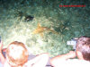 pasto-degli-squali sun island resort