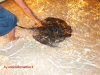 pasto-razze-sun-island resort