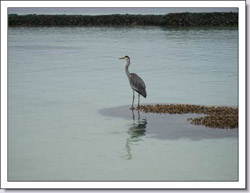 isole maldive fotografie informazioni consigli utili isole maldive velidhu island resort isola di velidhoo atollo di ari nord by Tanya&C nel gennaio 2007