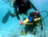 in diretta dalle maldive per www.tuttomaldive.it : immersione di zoe