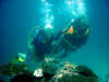 in diretta dalle maldive per www.tuttomaldive.it : patrizio roversi e enzo in immersione