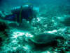 in diretta dalle maldive per www.tuttomaldive.it : patrizio roversi immersione con tartaruga 