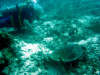 in diretta dalle maldive per www.tuttomaldive.it : patrizio roversi immersione con tartaruga