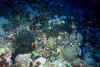 Alimatha_07.jpg (144869 byte)