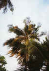 staF-17.jpg (37868 byte)