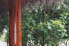 staG-10.jpg (45221 byte)