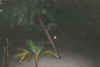 staG-36.jpg (20002 byte)