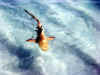 Maldive Athuruga 030.JPG (70452 byte)
