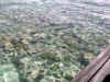Maldive Athuruga 081.jpg (81048 byte)