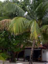 Maldive Athuruga airone c013.jpg (78041 byte)