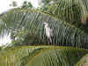 Maldive Athuruga airone c014.jpg (90247 byte)