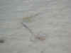 Maldive Athuruga razza c001.JPG (34476 byte)
