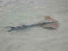 Maldive Athuruga razza c002.JPG (35386 byte)