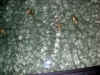 Maldive Athuruga shark b009.jpg (78501 byte)