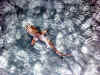 Maldive Athuruga shark b010.jpg (78840 byte)