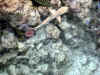 Maldive Athuruga squaletto c003.jpg (75727 byte)