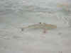 Maldive Athuruga squaletto c010.JPG (46411 byte)