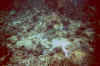 uw1_15.jpg (60534 byte)