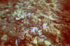 uw1_18.jpg (74324 byte)