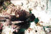 Bat0007.jpg (83152 byte)