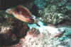 Bat0010.jpg (54434 byte)
