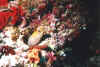 Bat0012.jpg (83580 byte)