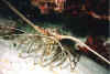 Bat0015.jpg (68833 byte)