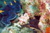 Bat0016.jpg (93598 byte)
