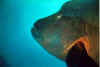 Bat0018.jpg (41216 byte)