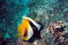 Bat0019.jpg (71085 byte)