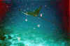 Bat0020.jpg (52560 byte)