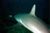 Bat0025.jpg (24323 byte)