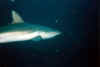 Bat0026.jpg (23762 byte)