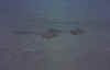 Foto_10.jpeg (26929 byte)