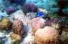 fihalohi sottomarina 1.JPG (60262 byte)