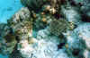fihalohi sottomarina 5.JPG (81470 byte)