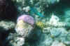 fihalohi sottomarina 6.JPG (56008 byte)