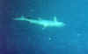 FunIsland001.JPG (26228 byte)
