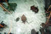 FunIsland22.jpg (75567 byte)