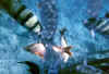 FunIsland24.JPG (74098 byte)