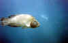 FunIsland26.jpg (57268 byte)