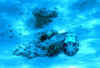  PESCE PALLA1.jpg (56825 byte)